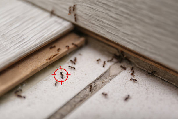 Best Emergency Pest Control  in Edgefield, SC