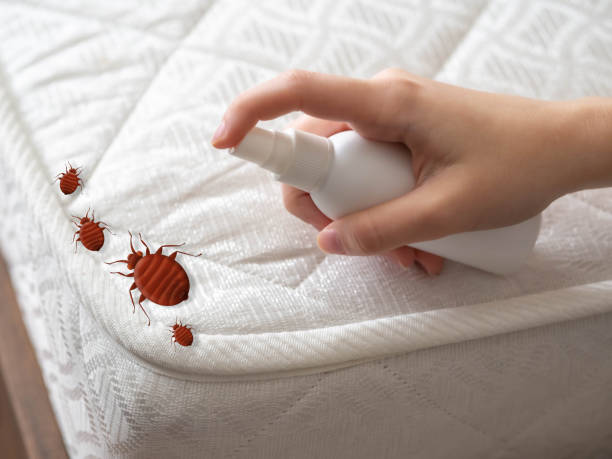 Best Wasp Removal Services  in Edgefield, SC