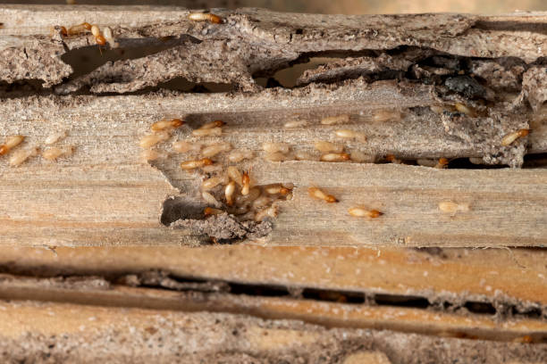 Best Commercial Pest Control Services  in Edgefield, SC